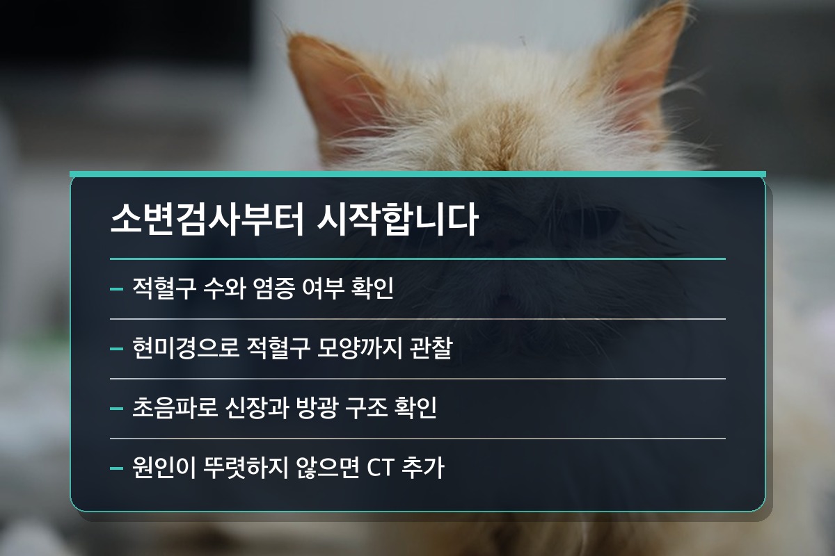 혈뇨 혈뇨가 보이면 어떤 검사부터 하나요?