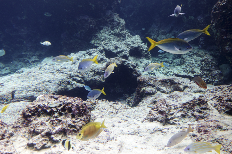 오키나와 츄라우미 수족관 해양생물들