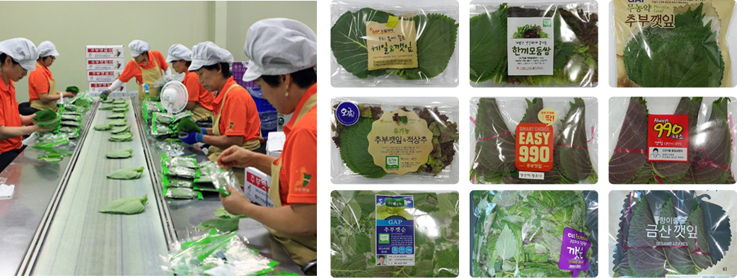 제8회 금산깻잎 특징