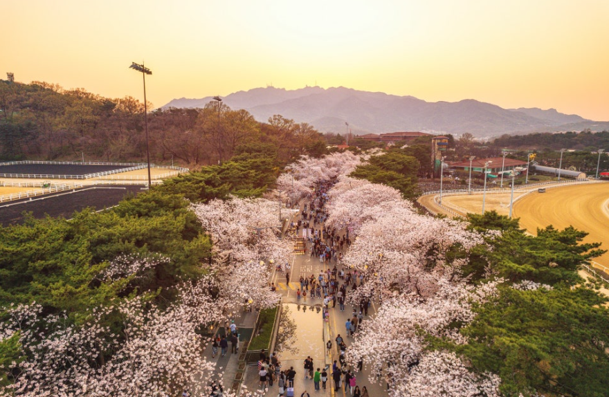 렛츠런파크 벚꽃축제 2023년 설명 이미지