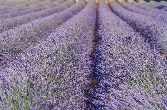 2025 무릉별유천지 라벤더 축제