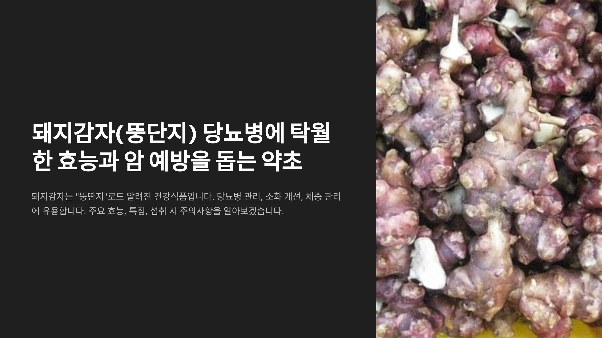 돼지감자(뚱단지) 당뇨병에 탁월한 효능과 암 예방을 돕는 약초