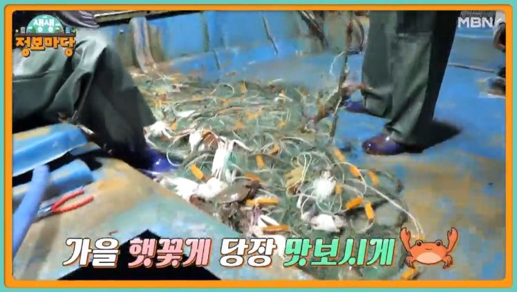 현장치GO 당장 꼭 맛봐야할 가을 햇꽃게 꽃게찜 꽃게탕 꽃게요리 한상 당진 삽교천 선주 직영 횟집 맛집 추천