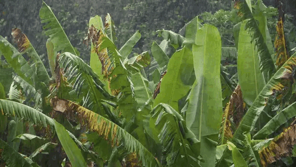 ezgif-GIF-영상-비-오는날-야자수-편안한-움짤