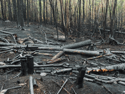 2025 산불 피해 보상 신청 방법