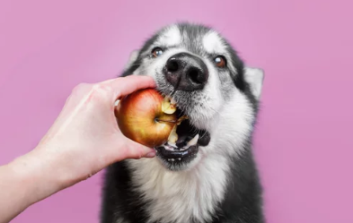 사과와 강아지 사진/출처:어도비스톡