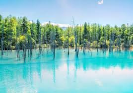 비에이 & 후라노 라벤더와 청의 연못이 있는 곳 사진(출처:트립닷컴)