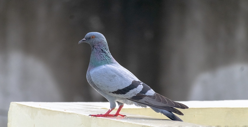 비둘기 한 마리