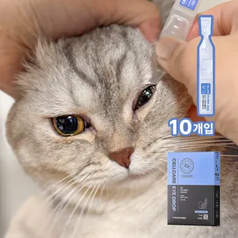 고양이가 눈물 흘리는 이유 눈물관리 가이드_21