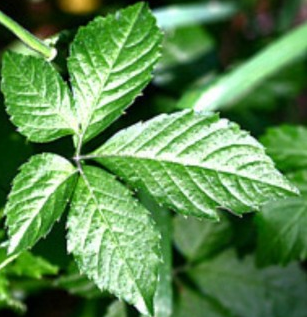 돌외잎 효능, 부작용, 먹는 법 알아보기