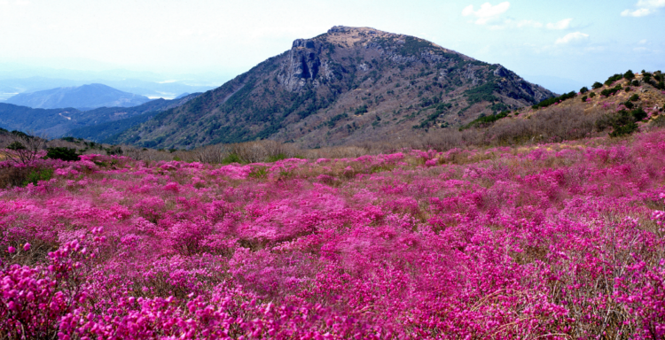 비슬산 참꽃축제
