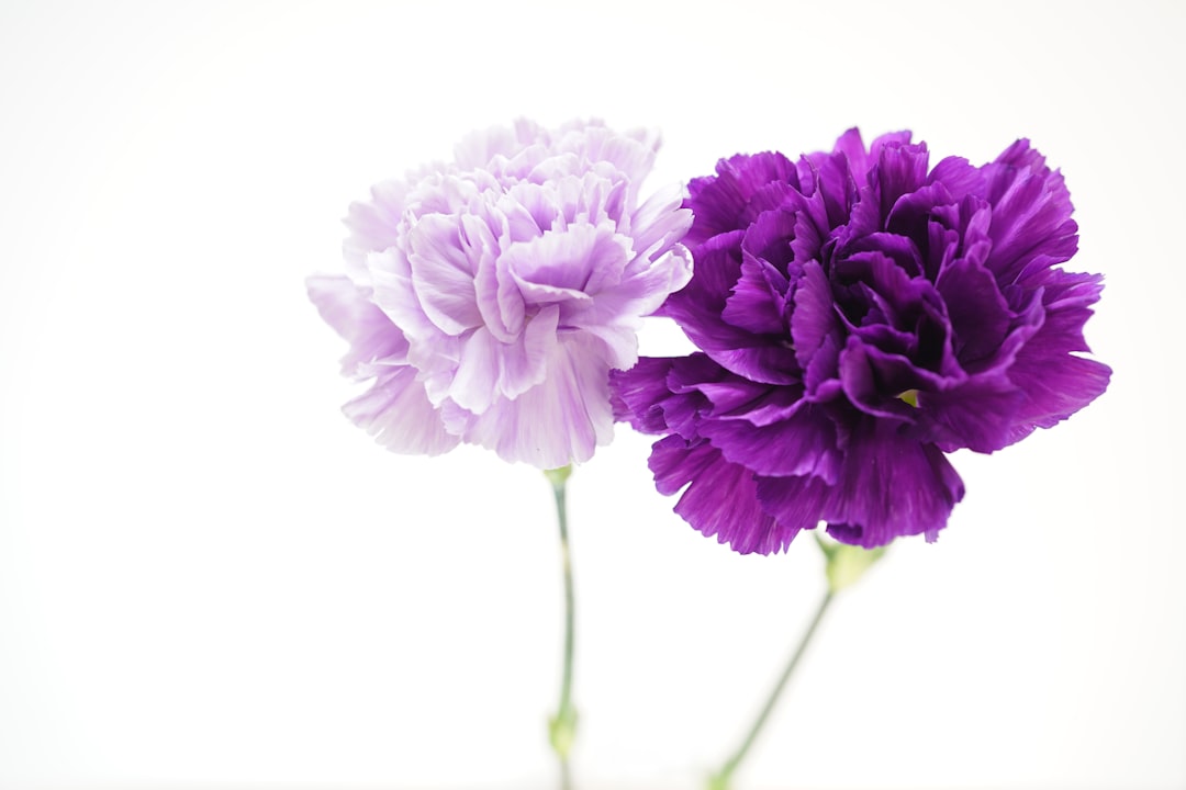 Carnation