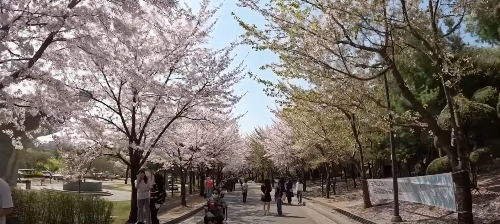 수도권 봄꽃 여행지, 봄꽃 축제