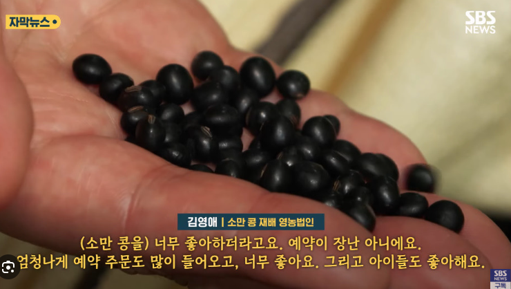 소만콩 효능 판매처 구매 주의사항 항암효과 충북 소만 검정콩 먹는법