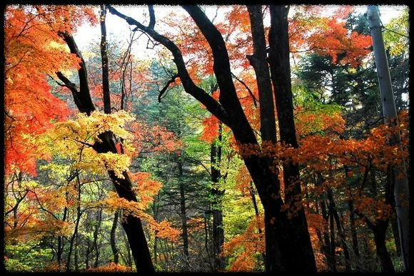 2024 가을&amp;#44; 국내 단풍 명소 추천: 절정 시기와 여행 팁까지 완벽 가이드