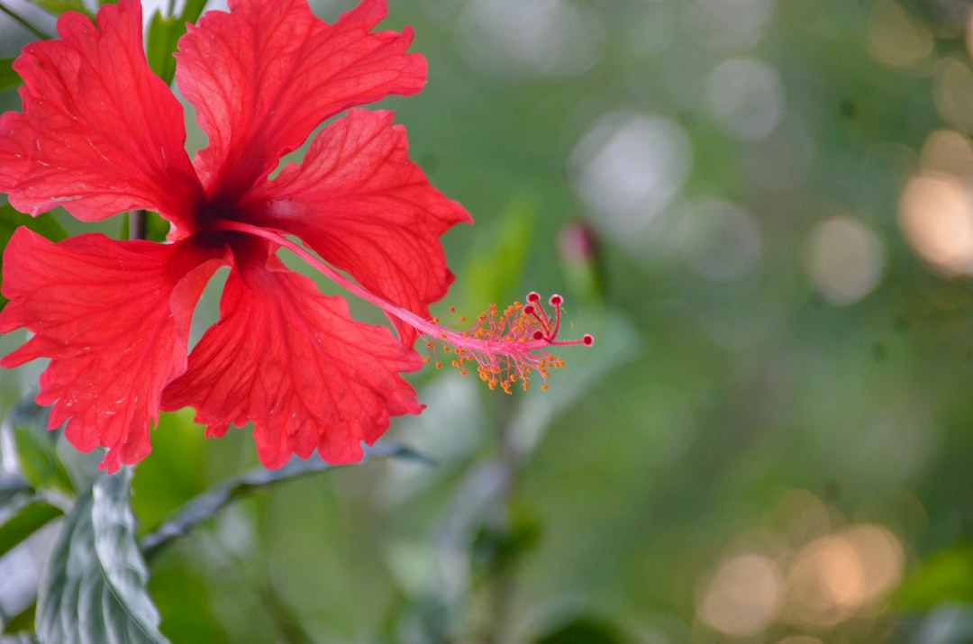 Hibiscus