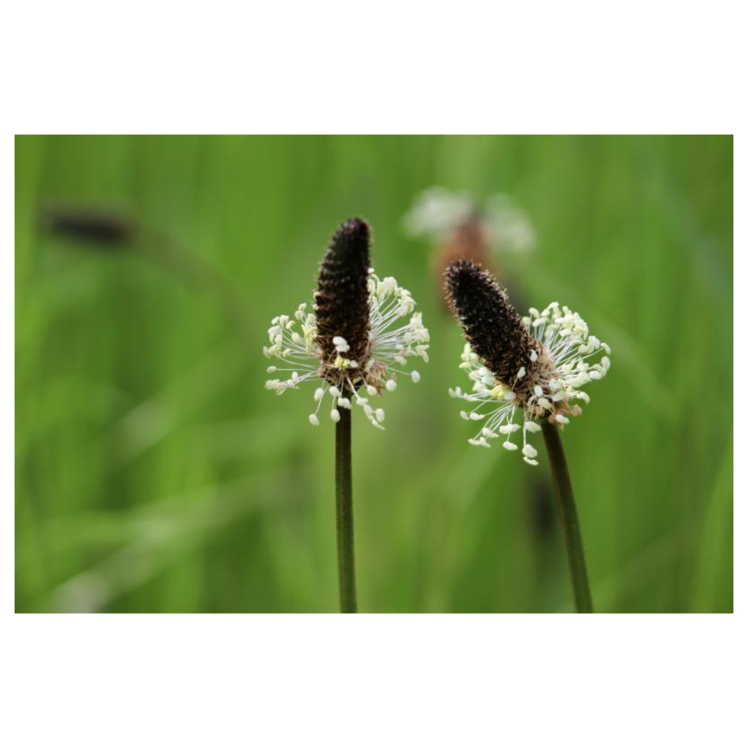 차전자피와 관련된 사진입니다.