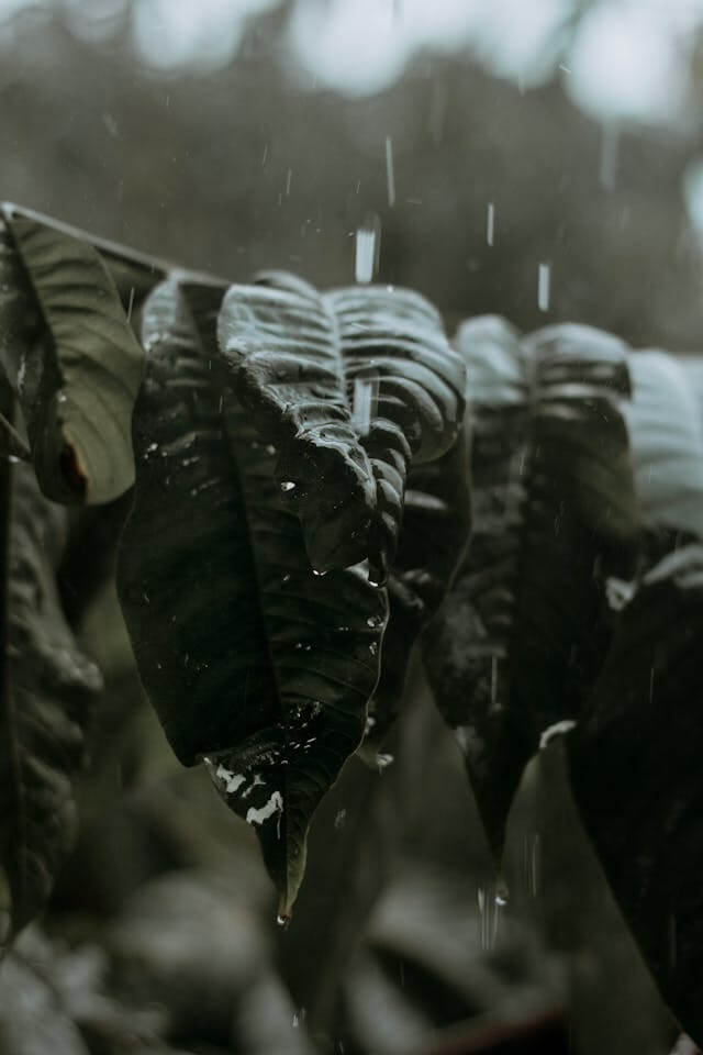 비 꿈, 폭우 꿈 해몽