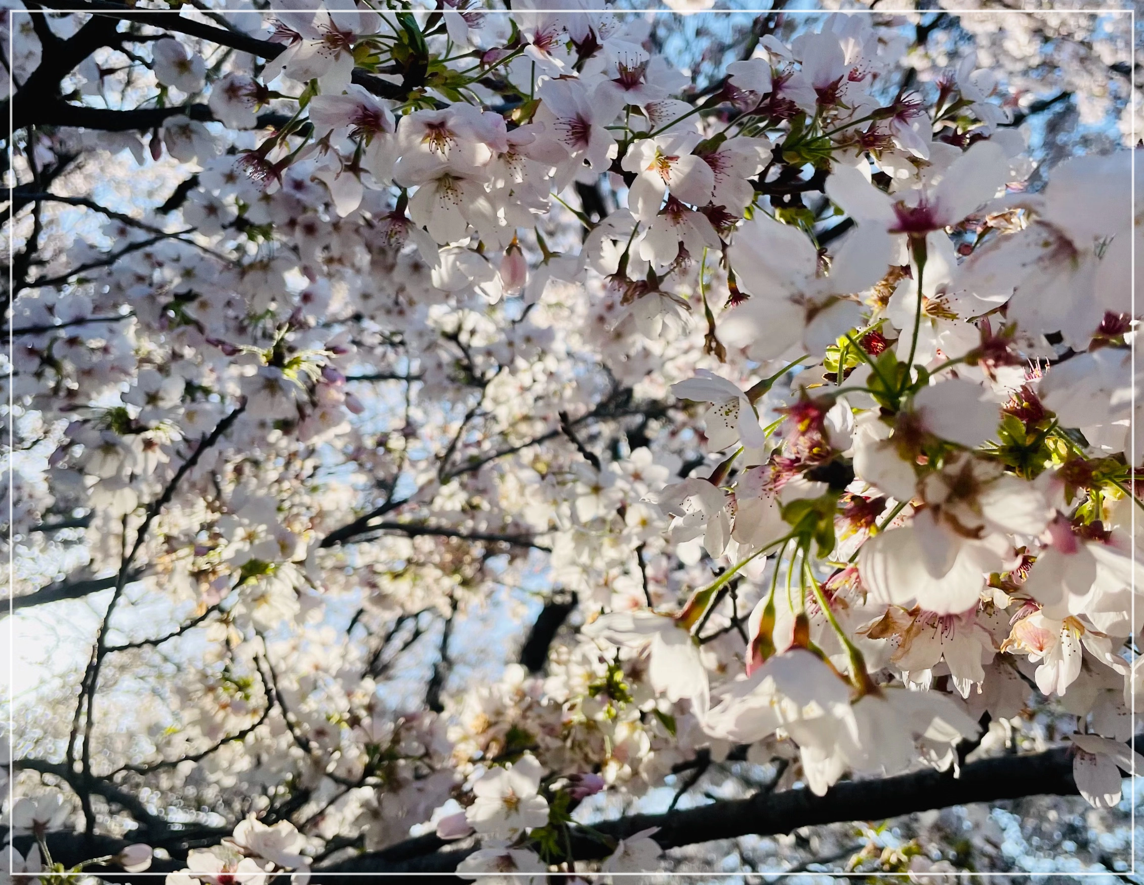 전국 벚꽃 명소