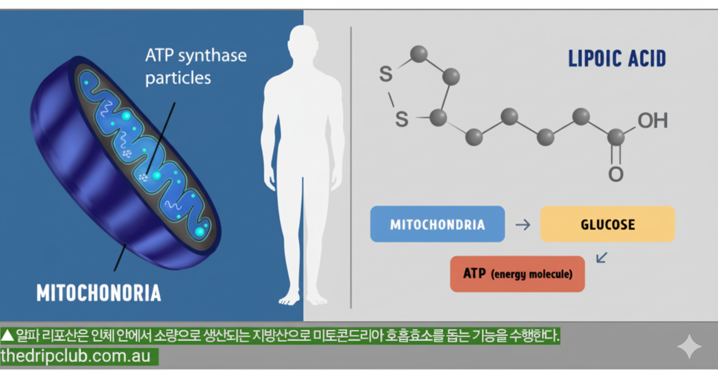 뇌까지 도달하는 기적의 항산화제? 기억력 개선과 치매 예방!