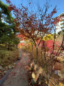 화담숲 단풍