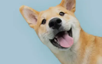 반려동물 반려견