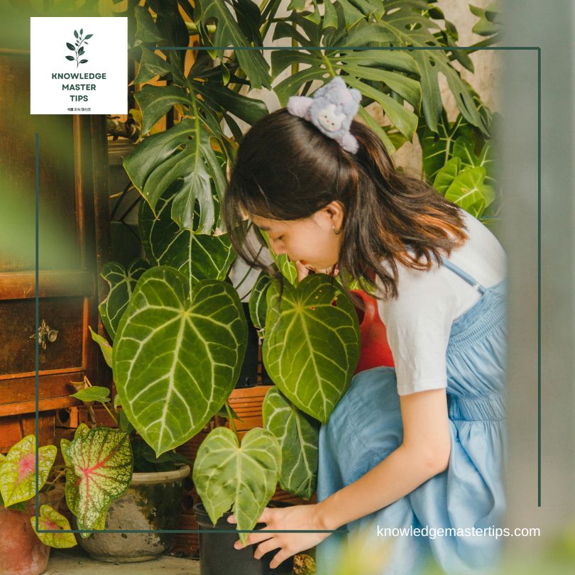 분갈이의 중요성