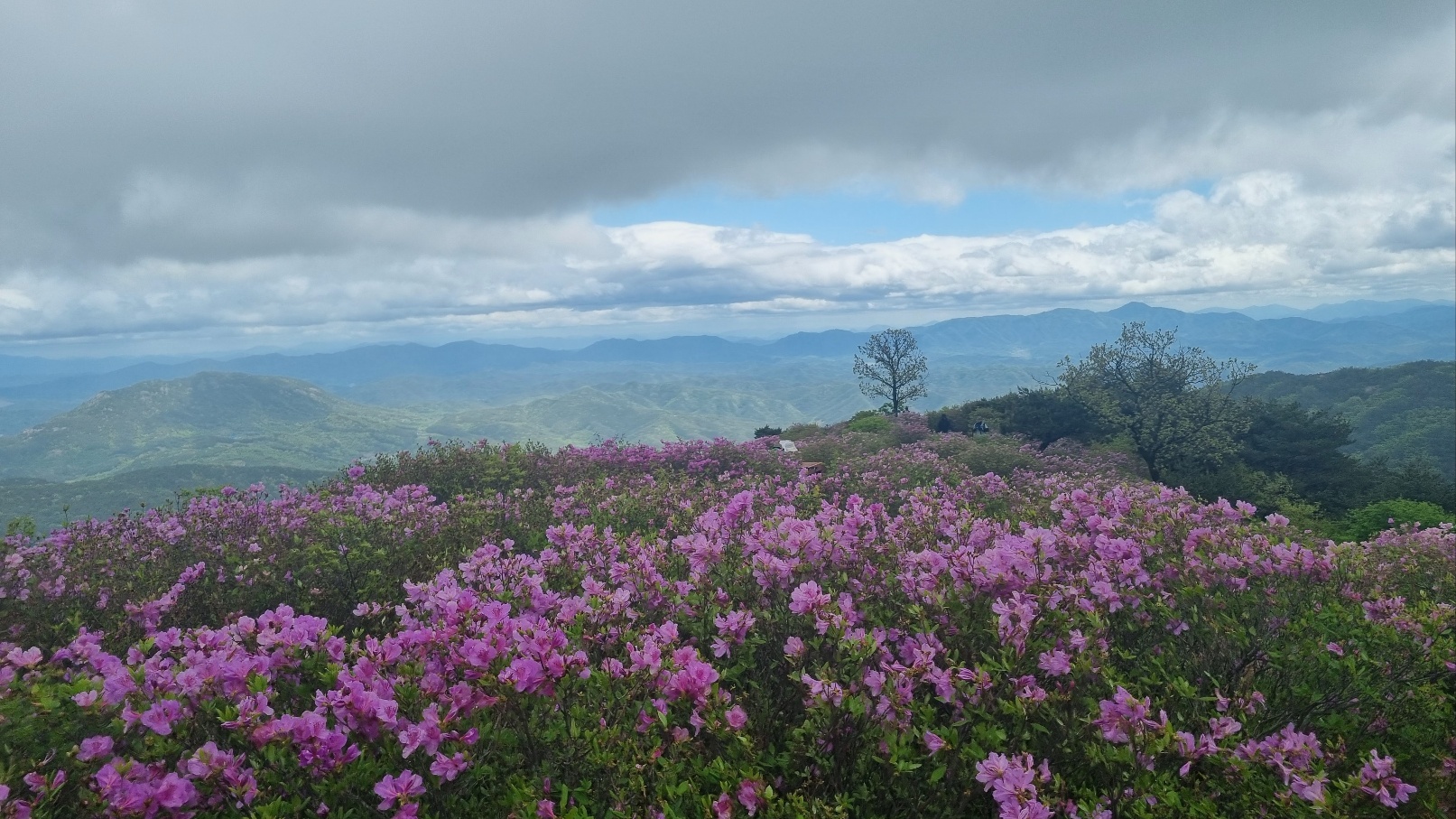 합천 황매산 철쭉13