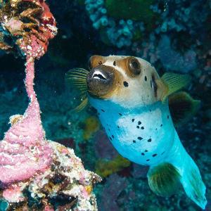 세부 여행 추천 페스카도르 섬