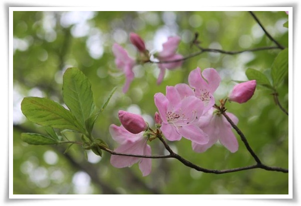 "철쭉" 봄을 수놓는 붉은 유혹, 당신이 몰랐던 화려한 비밀의 꽃!