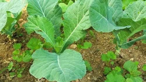 케일-효능-고혈압-예방효능