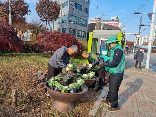 “양배추 꽃이 피었습니다” 이미지 3