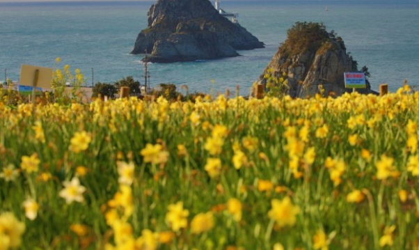 전국수선화명소