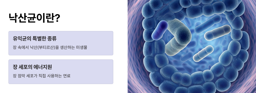 낙산균이란 무엇이며, 왜 중요한가요?