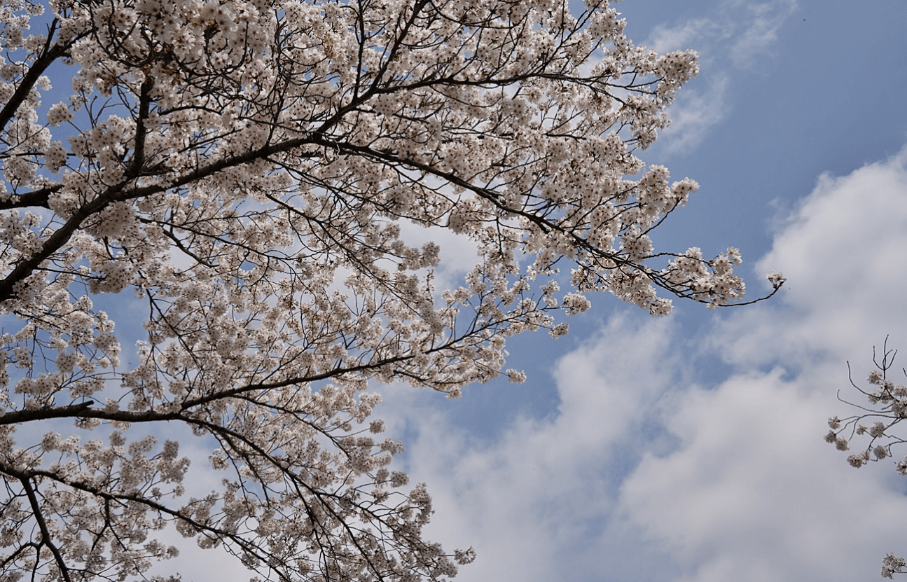 경주 벚꽃 개화시기