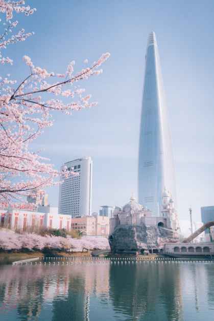 석촌호수 벚꽃 축제
