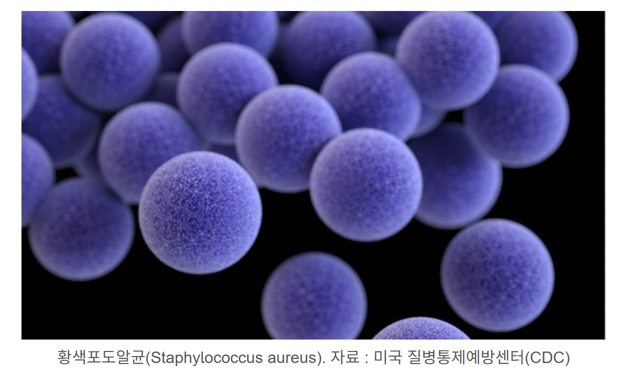 황색포도알균