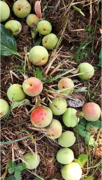 매실 수확 시기 매실장아찌 매실청 매실주 담그는 법_17