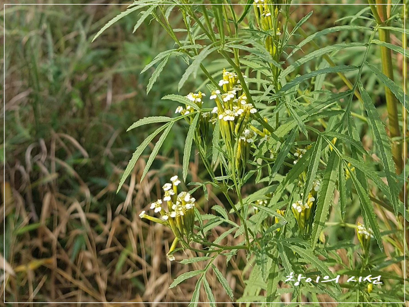 만수국아재비 꽃 꽃말 청하향초 쓰레기풀