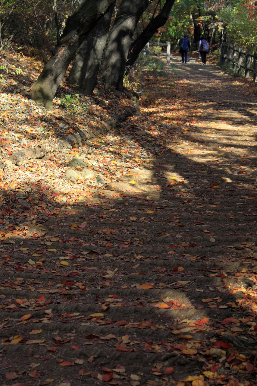 도시 VS 자연 산책길(힐링,비교,추천)