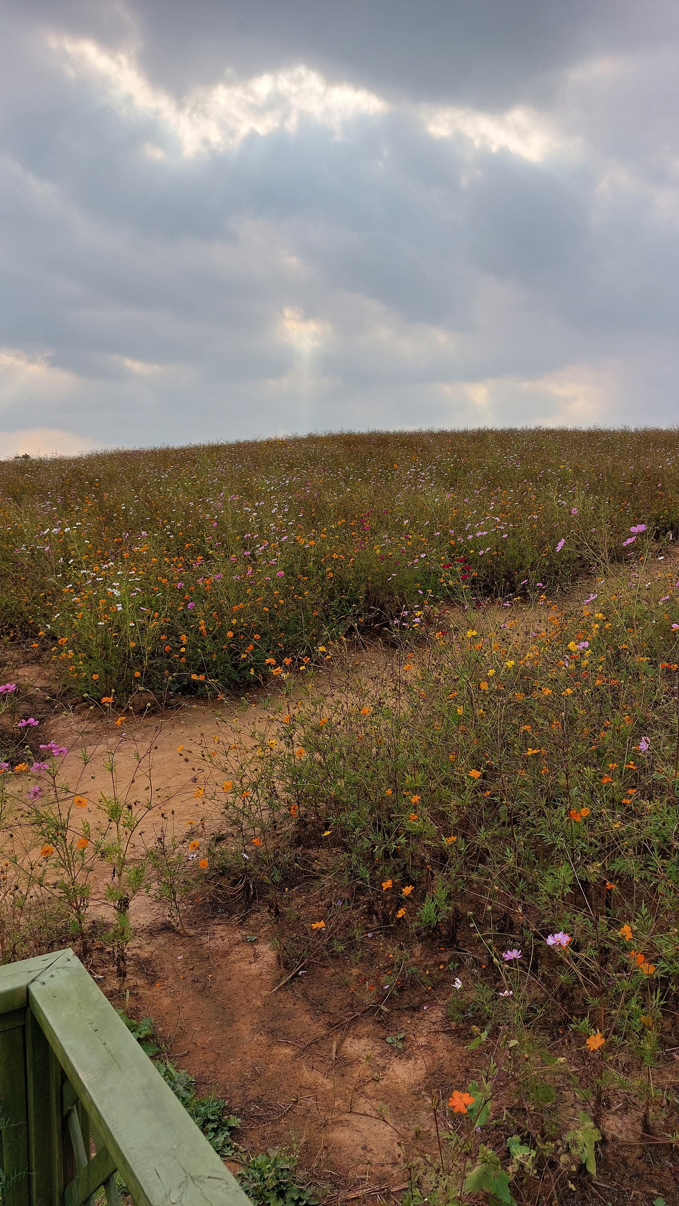 안성팜랜드 코스모스 공원