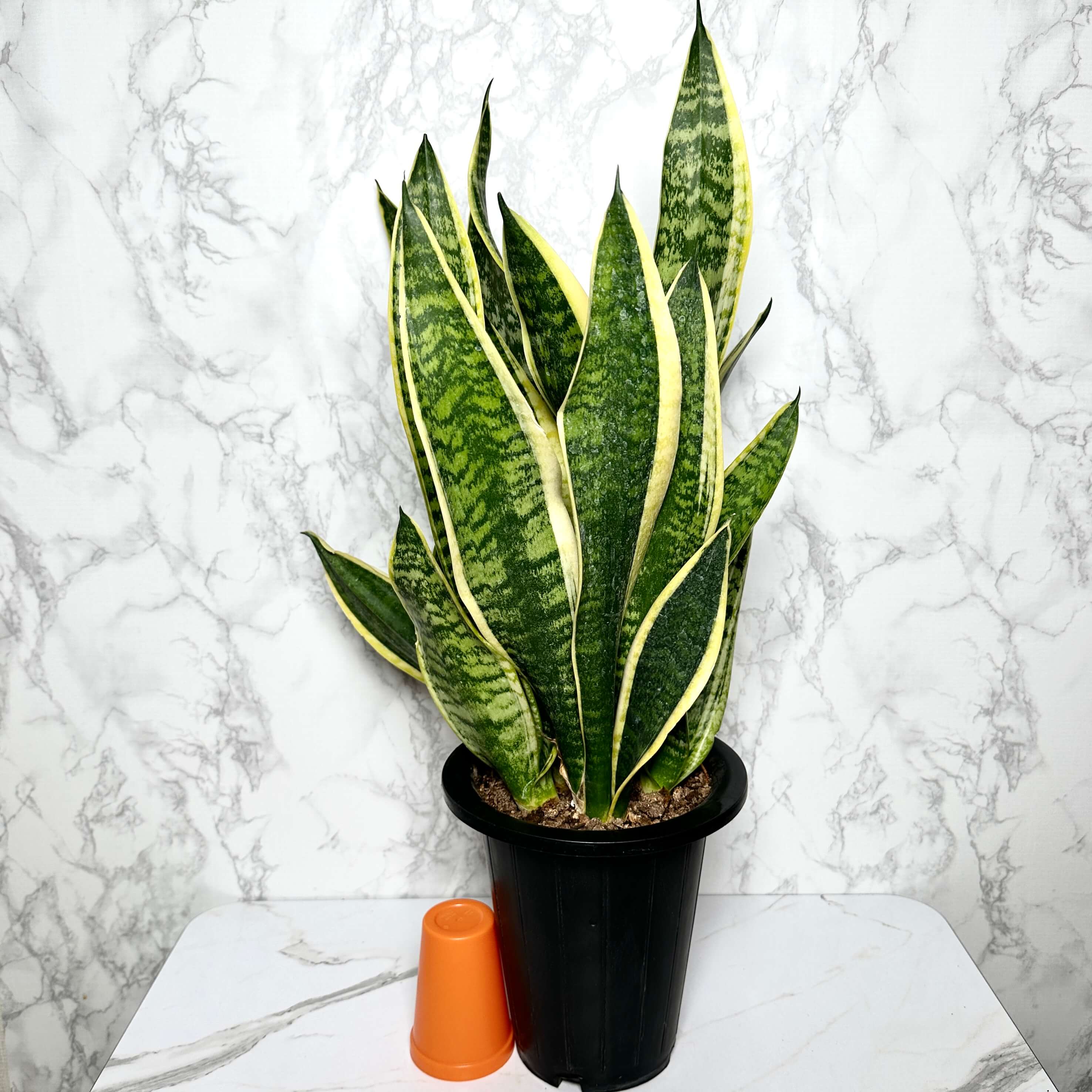 산세베리아 키우기