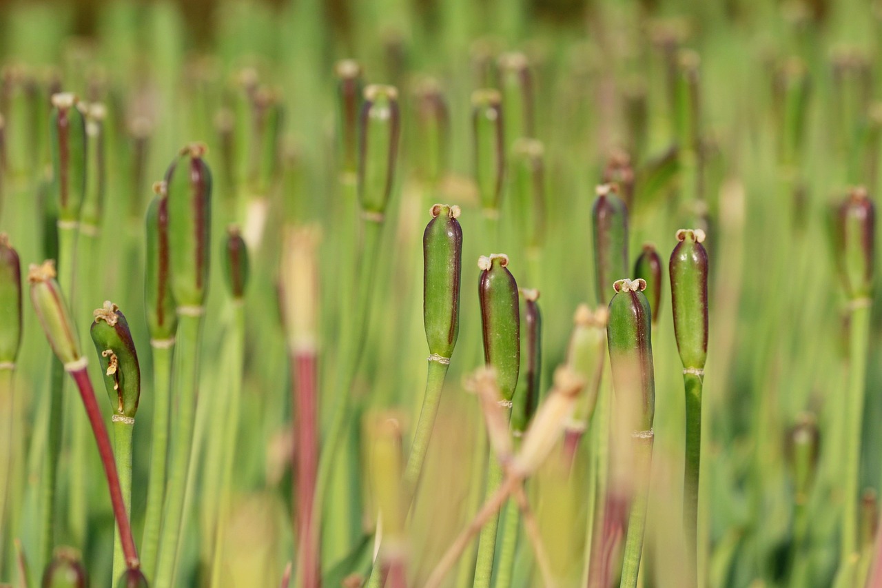 국립수목원 사전 예약