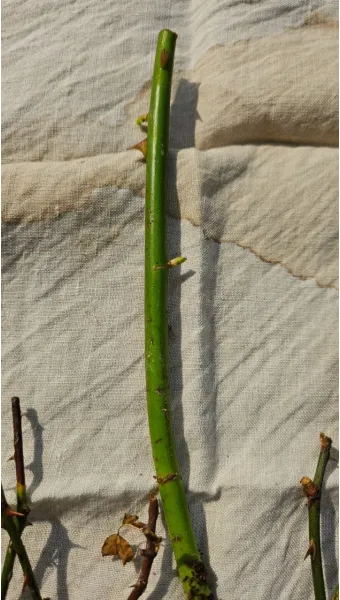 장미 삽목하는 방법 집에서 쉽게 번식하는 팁_10