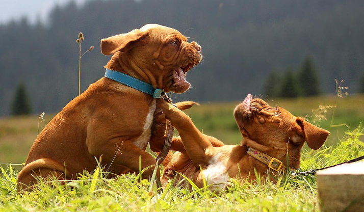 여유로운 마스티프의 사진