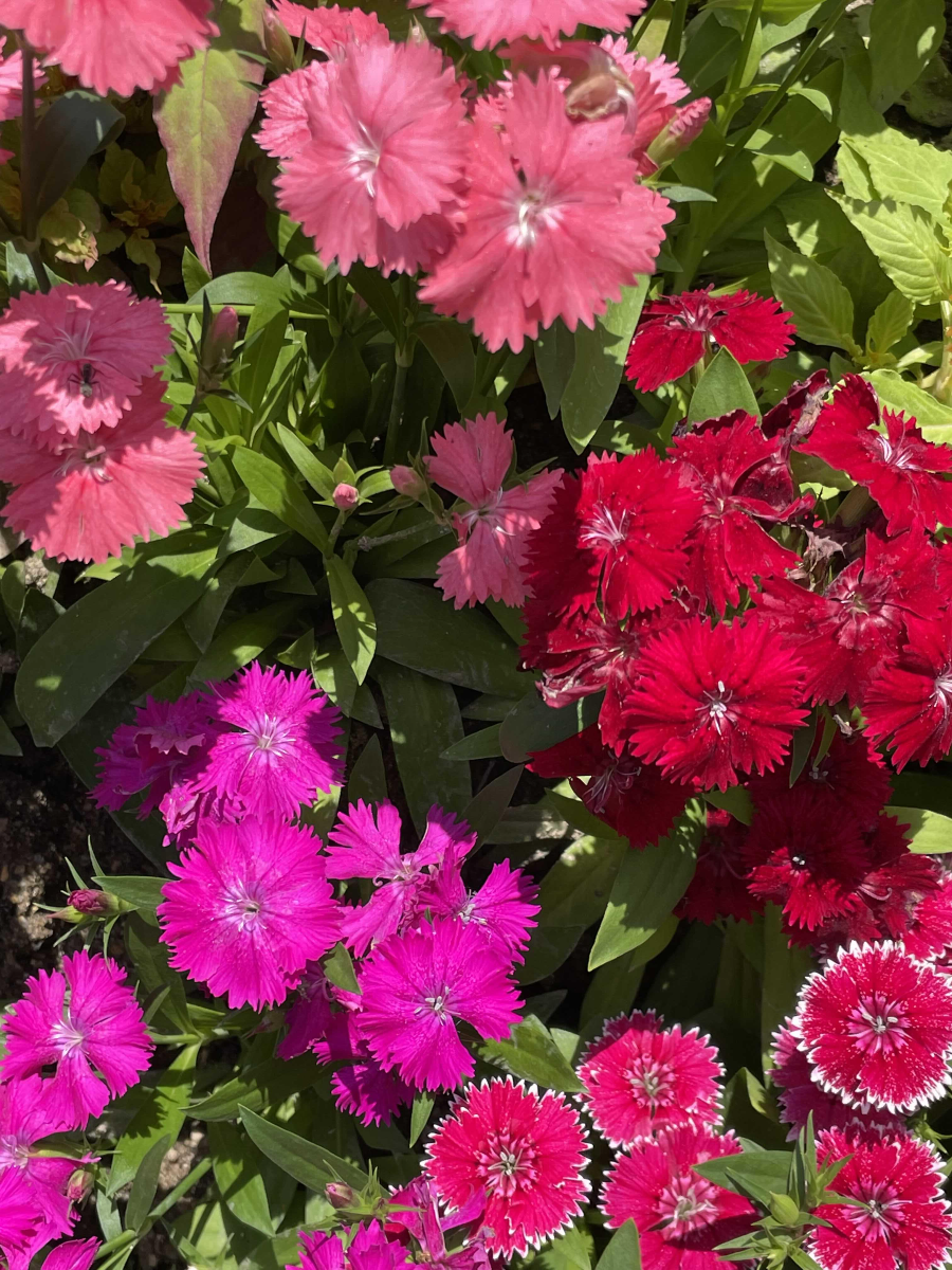 양재(매헌)시민의 숲 나들이 꽃꾸미기