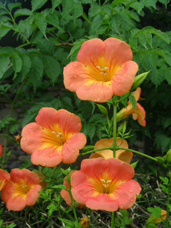 능소화 꽃말 묘목 키우기 꽃 명소 개화시기 전설 독성 삽목 시모음