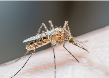 유럽 모기 매개 질병 증가와 기후 변화 관련 이미지