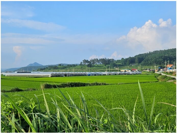 생생정보 2350회 수확의 달인 톡톡 터지는 매력 무화과 행복한 무화과 주문하기