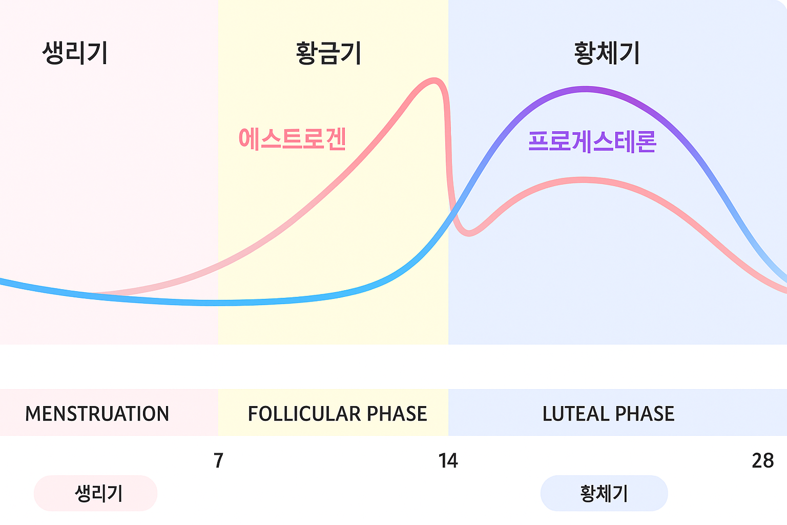 생리주기에 따라 여성호르몬(에스트로겐·프로게스테론) 변화 곡선을 단계별로 보여주는 그래프